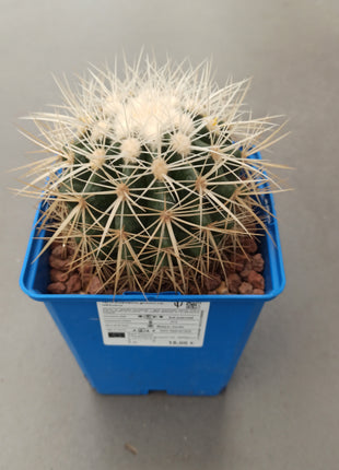 Kroenleinia (Echinocactus) grusonii var. albispinus