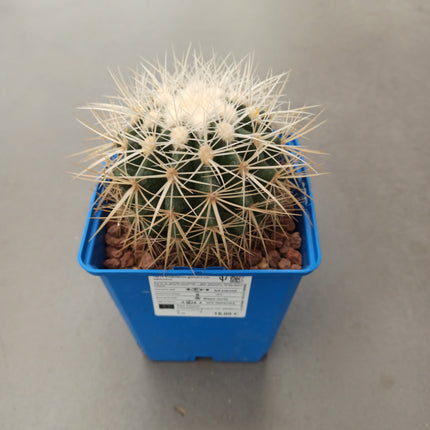 Kroenleinia (Echinocactus) grusonii var. Albispinus