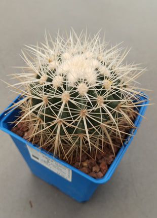 Kroenleinia (Echinocactus) grusonii var. albispinus