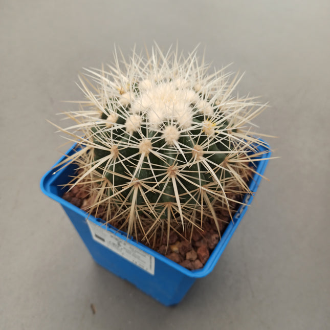 Kroenleinia (Echinocactus) grusonii var. Albispinus