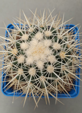Kroenleinia (Echinocactus) grusonii var. albispinus