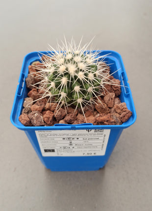 Kroenleinia (Echinocactus) grusonii var. albispinus
