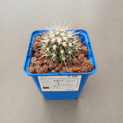 Kroenleinia (Echinocactus) grusonii var. Albispinus