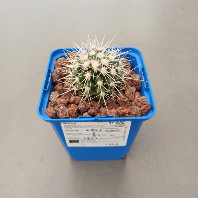 Kroenleinia (Echinocactus) grusonii var. Albispinus