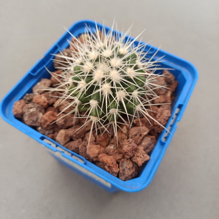 Kroenleinia (Echinocactus) grusonii var. Albispinus