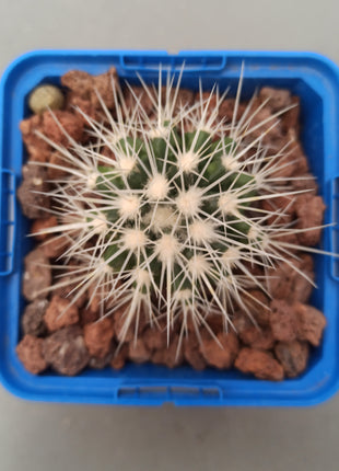 Kroenleinia (Echinocactus) grusonii var. albispinus