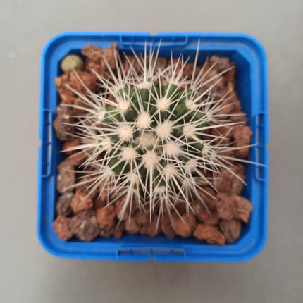 Kroenleinia (Echinocactus) grusonii var. Albispinus