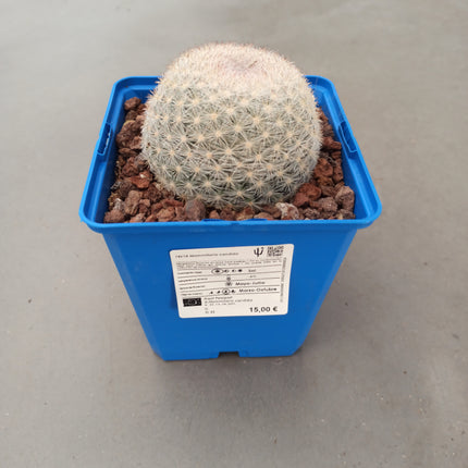 Mammillaria candida