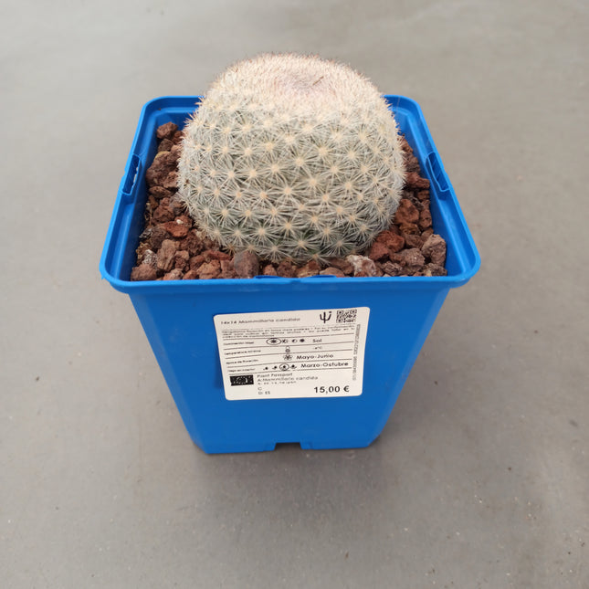 Mammillaria candida