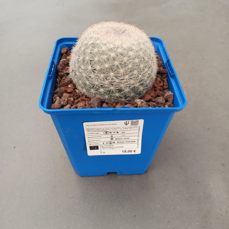 Mammillaria candida