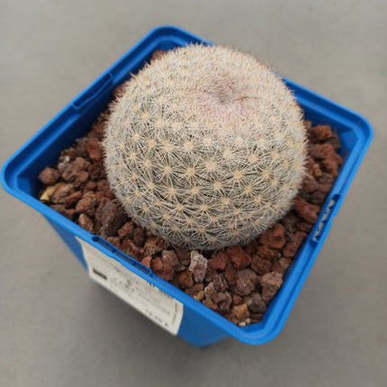 Mammillaria candida