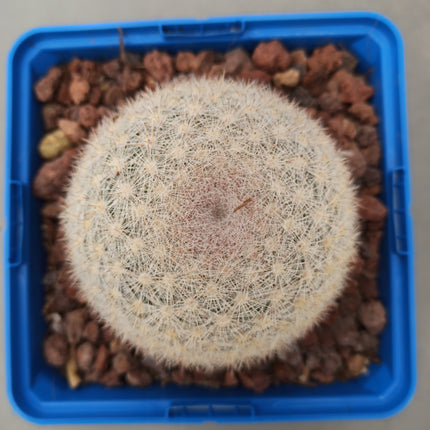 Mammillaria candida