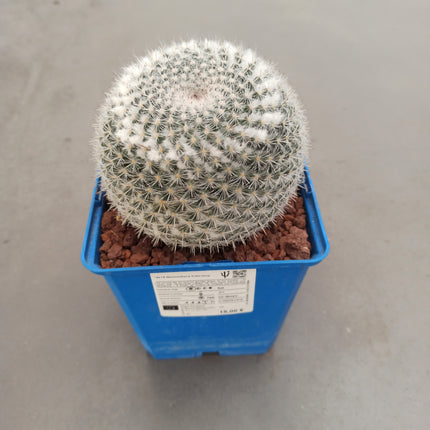 Mammillaria hahniana