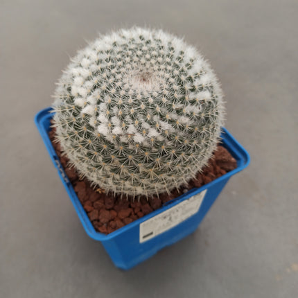 Mammillaria hahniana
