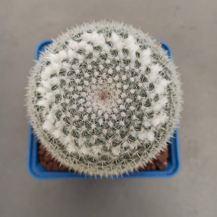 Mammillaria hahniana