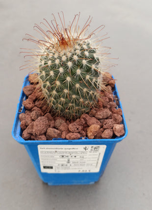 Mammillaria magnifica 'S' - DesertSTORE.es
