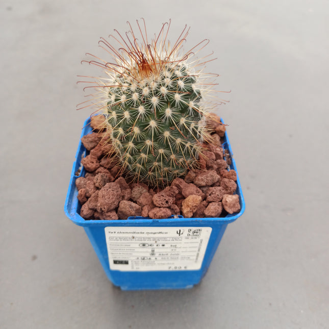 Mammillaria magnifica 'S' - DesertSTORE.es