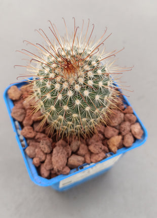 Mammillaria magnifica 'S' - DesertSTORE.es