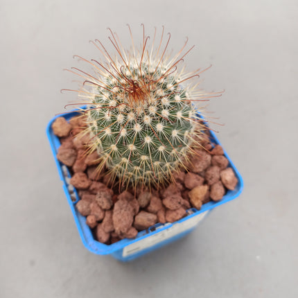 Mammillaria magnifica 'S' - DesertSTORE.es