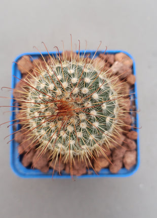 Mammillaria magnifica 'S' - DesertSTORE.es