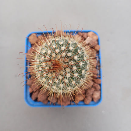 Mammillaria magnifica 'S' - DesertSTORE.es