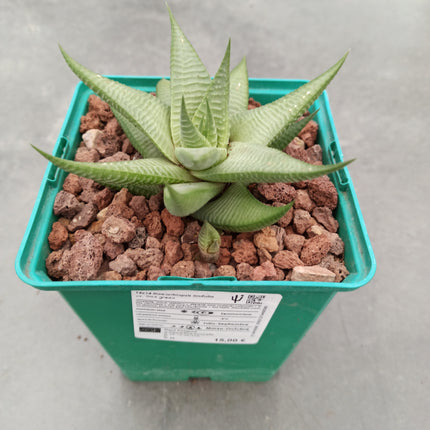 Haworthiopsis limifolia ‘Green Lime’