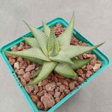 Haworthiopsis limifolia ‘Green Lime’