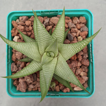 Haworthiopsis limifolia ‘Green Lime’