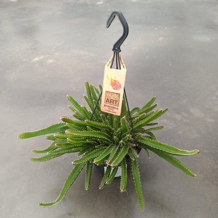 Hyolocereus undatus - fruta de dragón (Pitahaya)