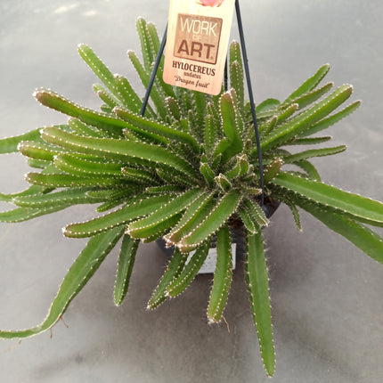 Hyolocereus undatus - fruta de dragón (Pitahaya)