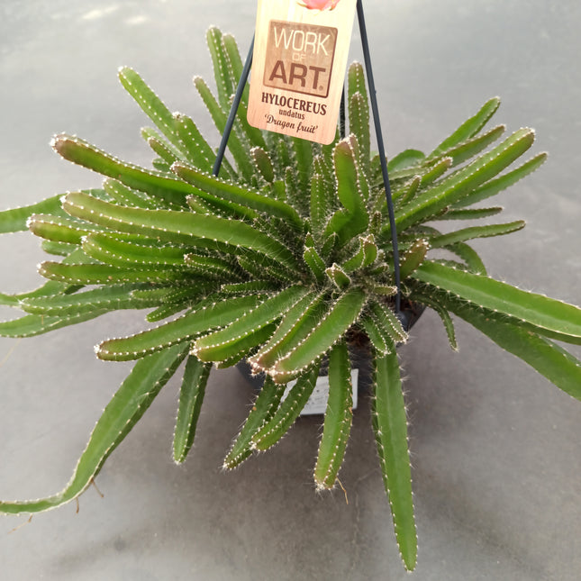 Hyolocereus undatus - fruta de dragón (Pitahaya)