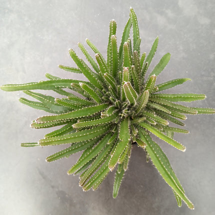 Hyolocereus undatus - fruta de dragón (Pitahaya)