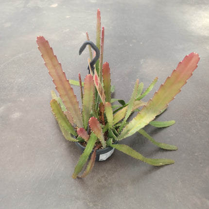 Epiphyllum red híbrido (epífita)