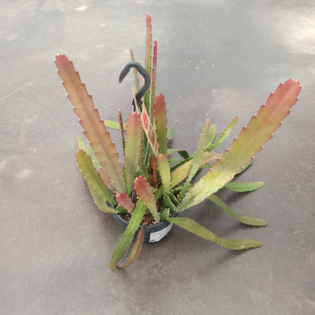 Epiphyllum red híbrido (epífita)