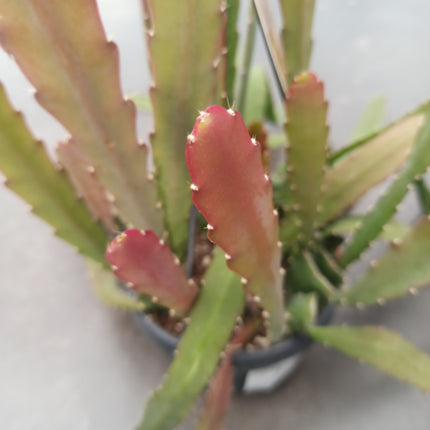 Epiphyllum red híbrido (epífita)