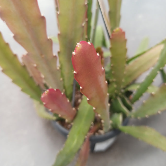 Epiphyllum red híbrido (epífita)