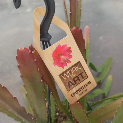 Epiphyllum red híbrido (epífita)