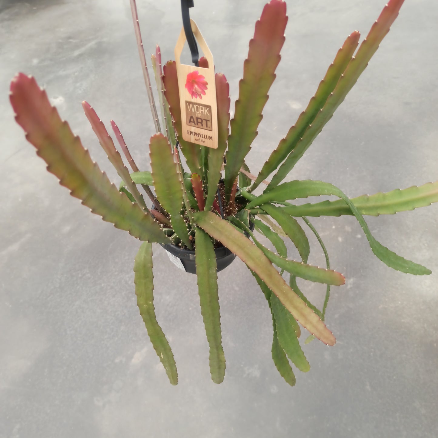 Epiphyllum red híbrido (epífita)