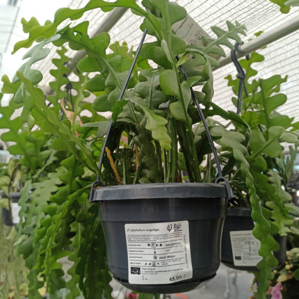 Epiphyllum anguliger (epífita)