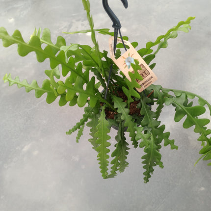 Epiphyllum anguliger (epífita)