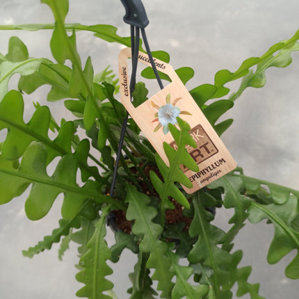 Epiphyllum anguliger (epífita)