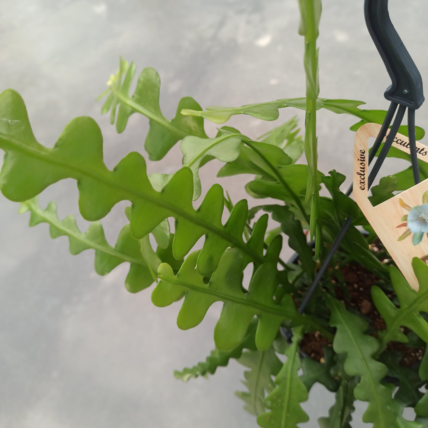 Epiphyllum anguliger (epífita)