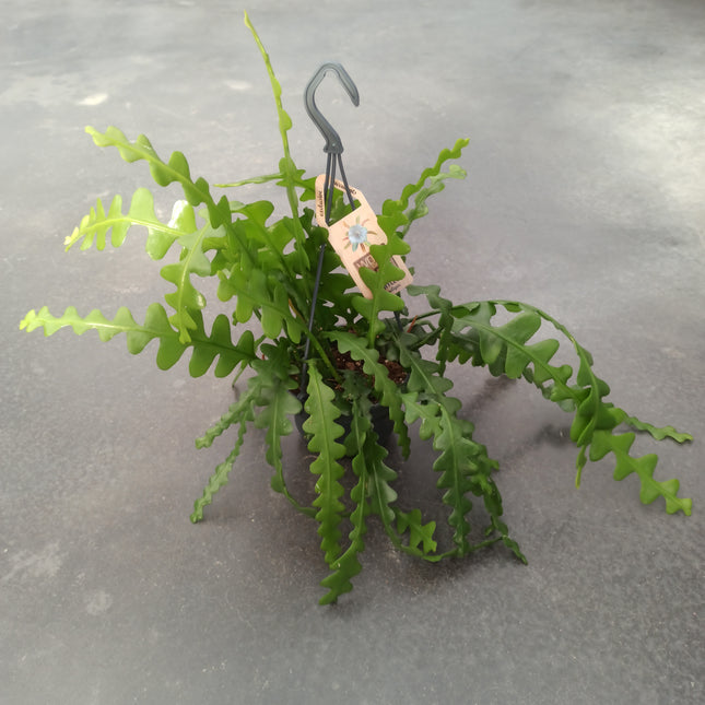 Epiphyllum anguliger (epífita)