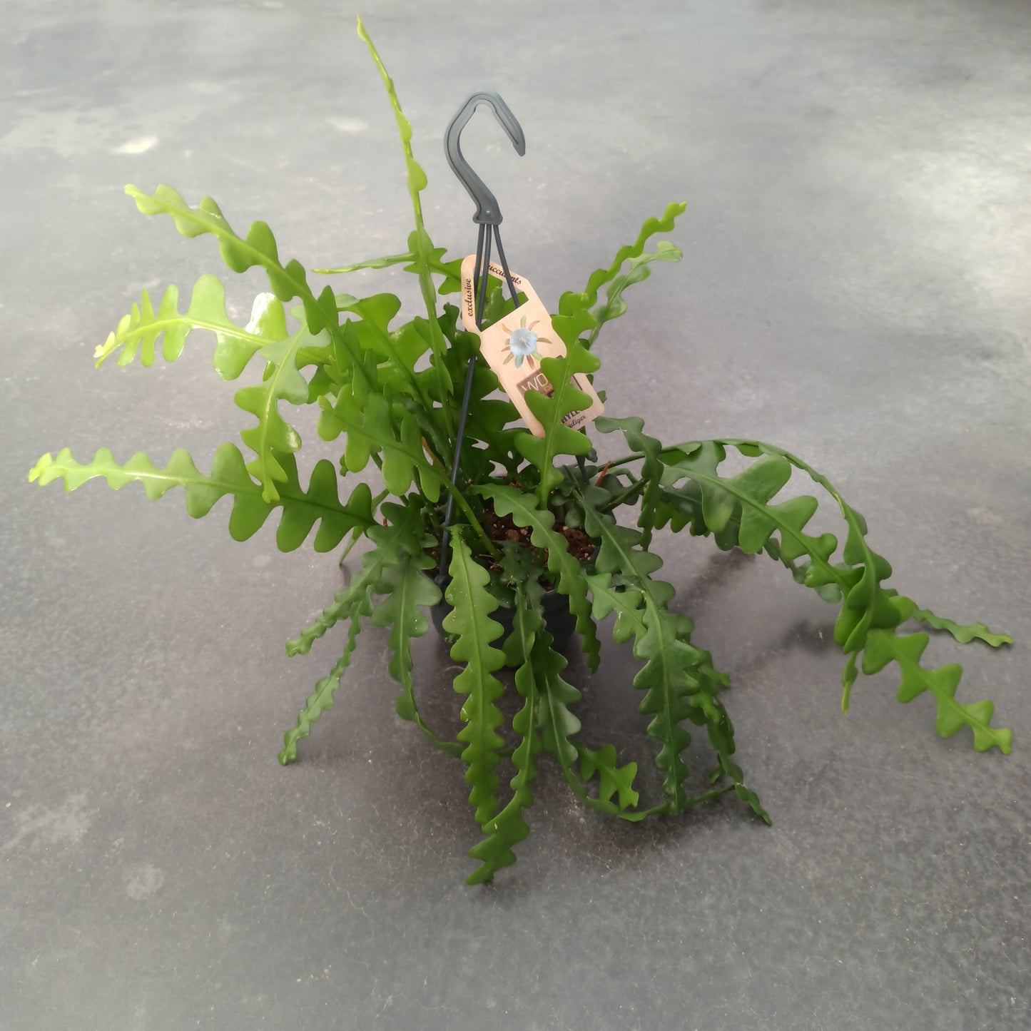 Epiphyllum anguliger (epífita)
