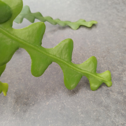 Epiphyllum anguliger (epífita)