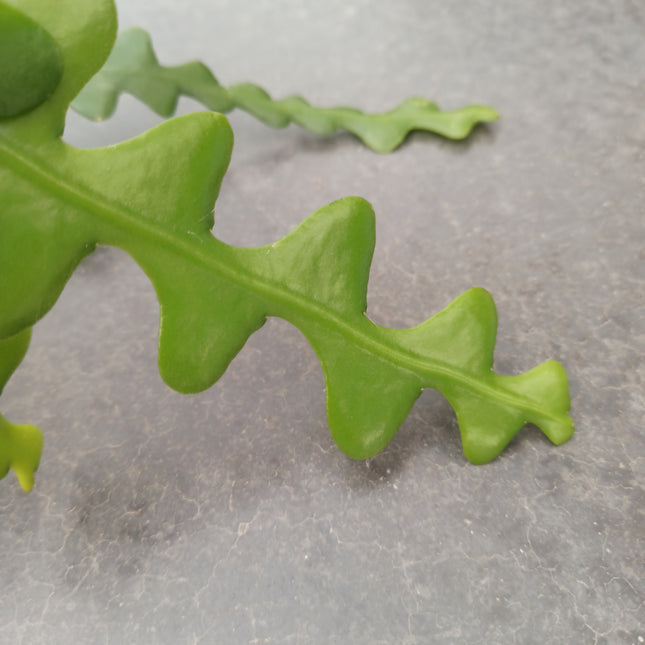 Epiphyllum anguliger (epífita)