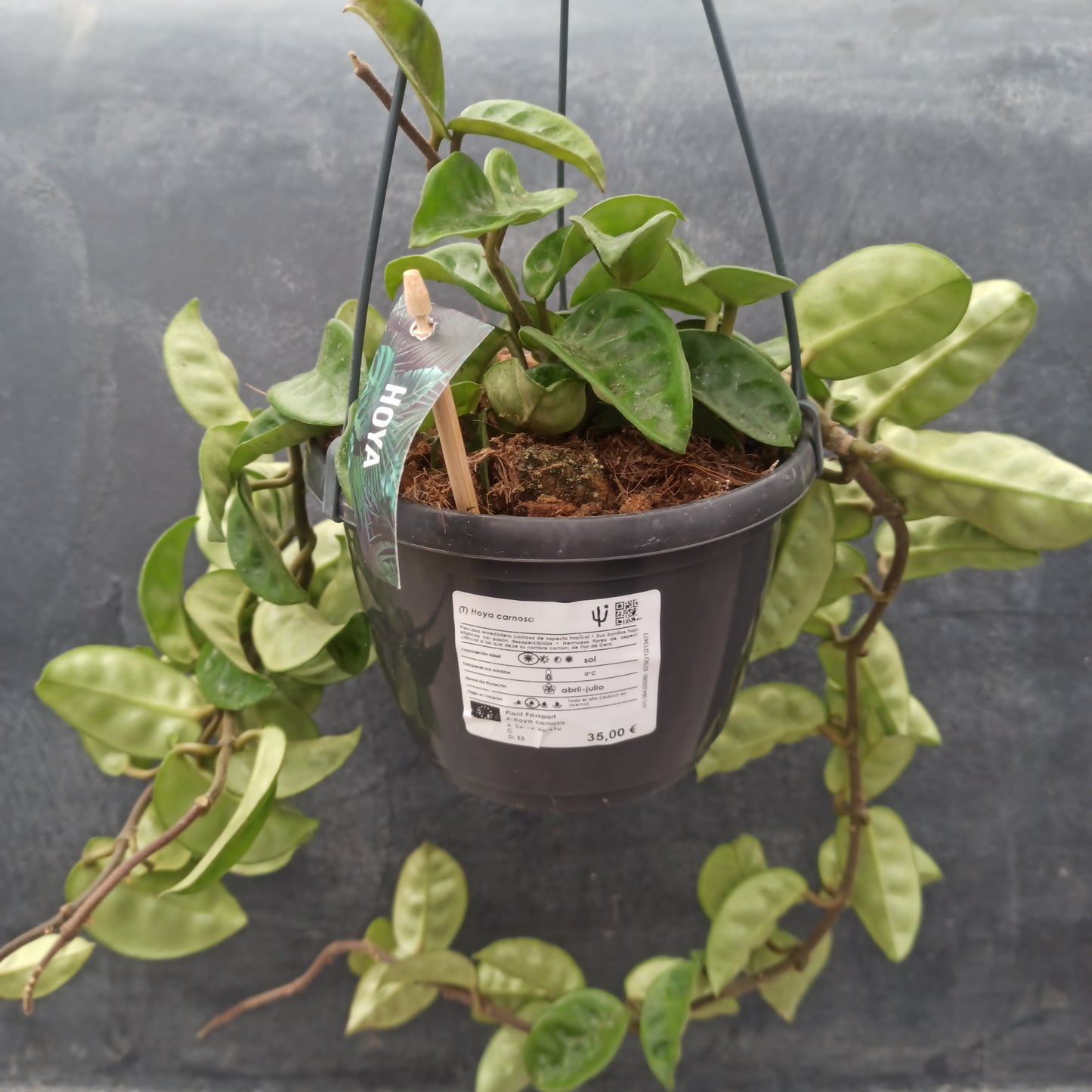 Hoya carnosa (epiphyte)