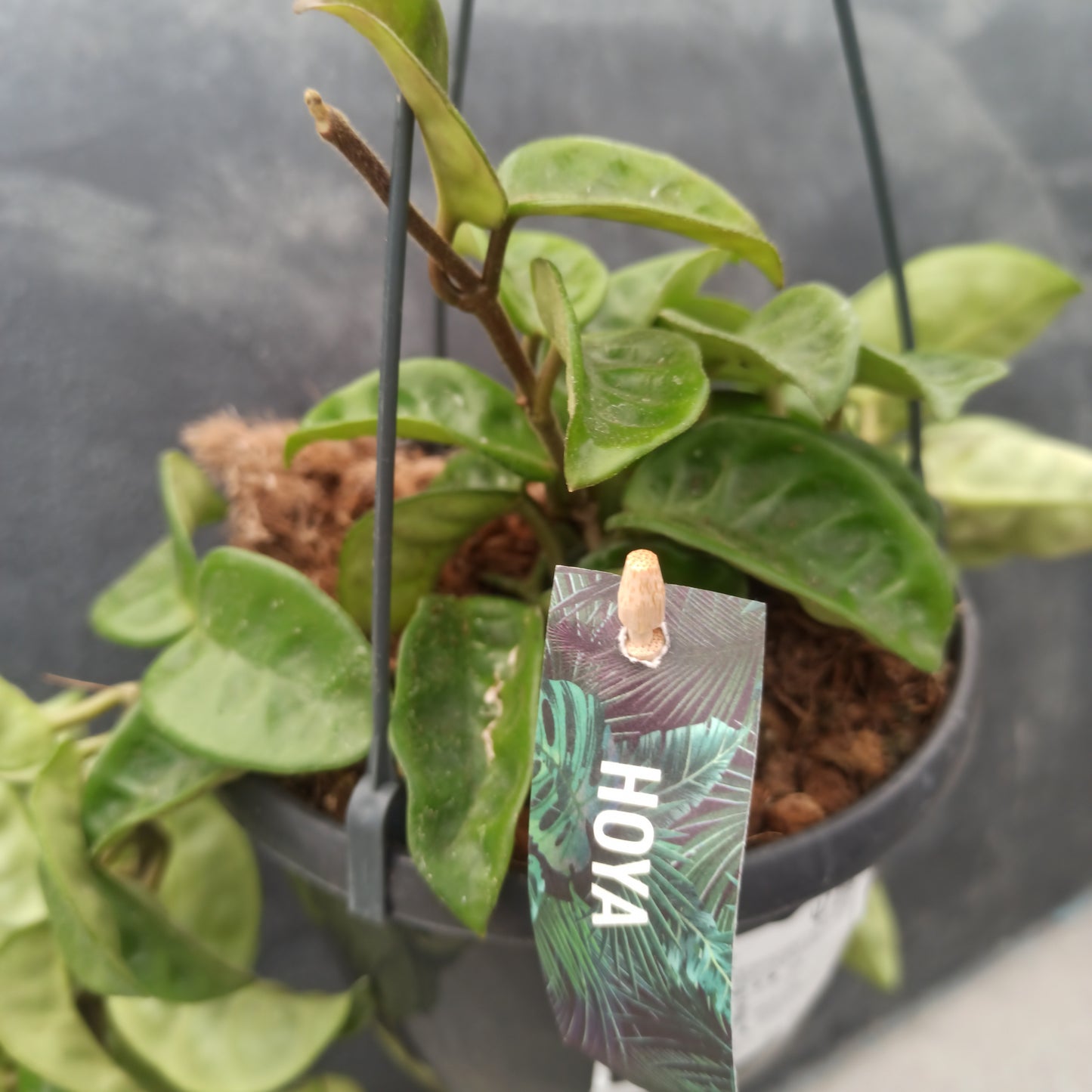 Hoya carnosa (Epiphyt)