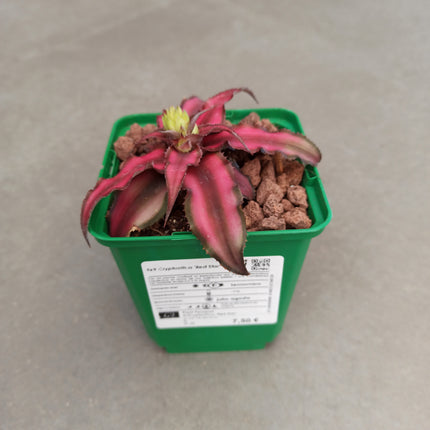Cryptanthus 'Roter Stern'