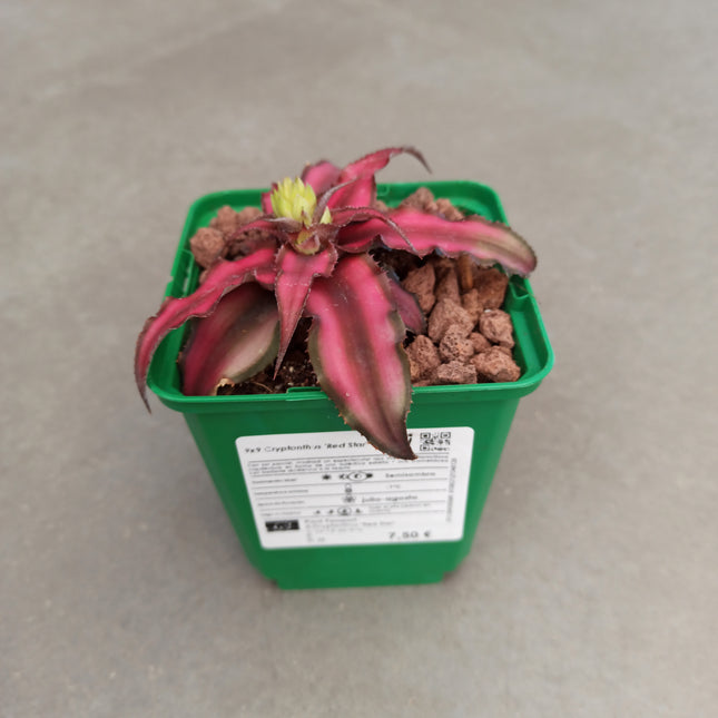 Cryptanthus 'Red Star'